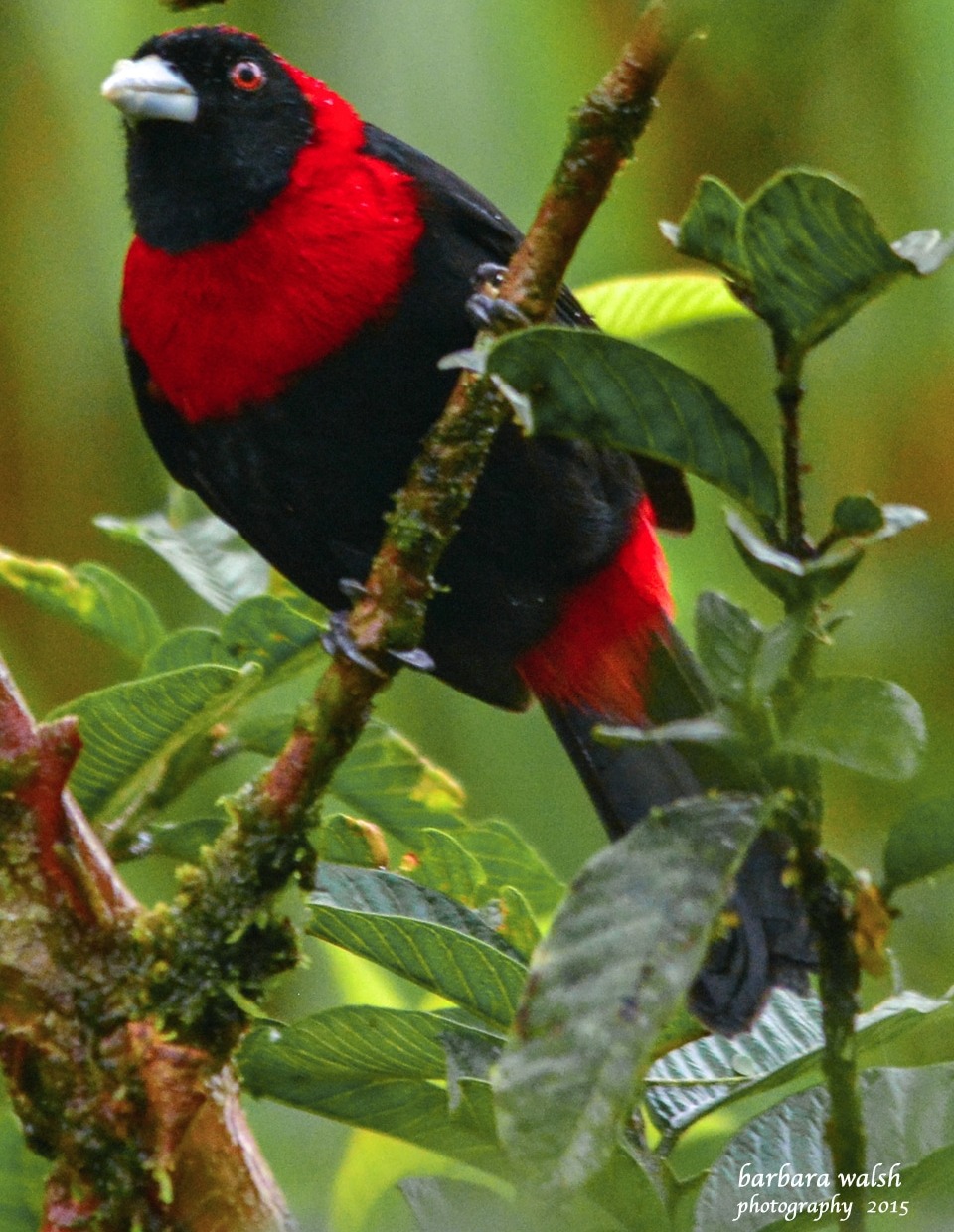 Crimson-collared-tanager-4-LF_CR_15