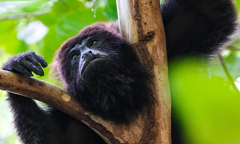Howler Monkeys