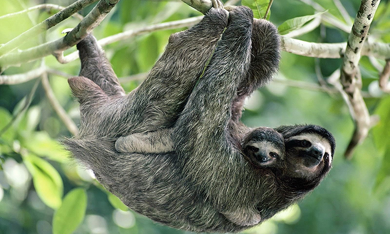 Exploring the Rich Wildlife and Natural World of Nayara Resorts