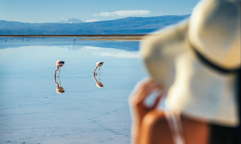 Flamingos