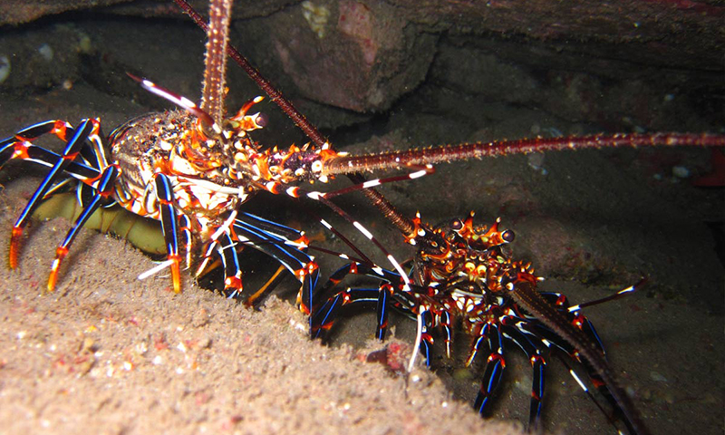 Ura Lobster
