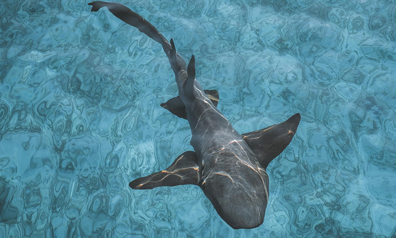 Nurse Shark