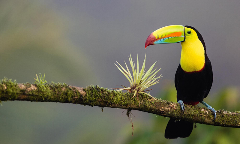 Exploring the Rich Wildlife and Natural World of Nayara Resorts