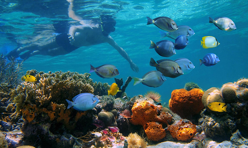 Panama: Bocas del Toro - Aquatic Nature Travel At Its Best!