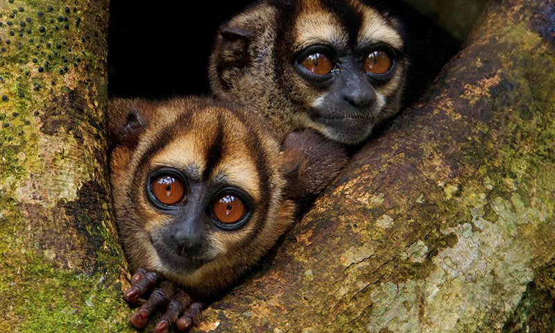 Panamanian Night Monkey