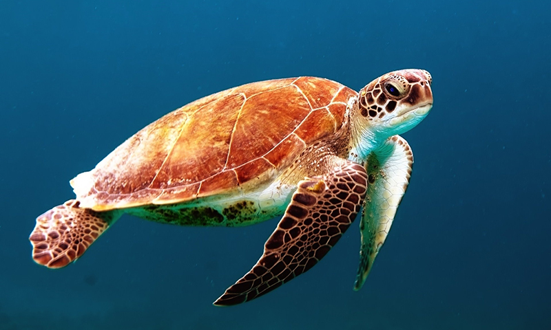 Leatherback Sea Turtle