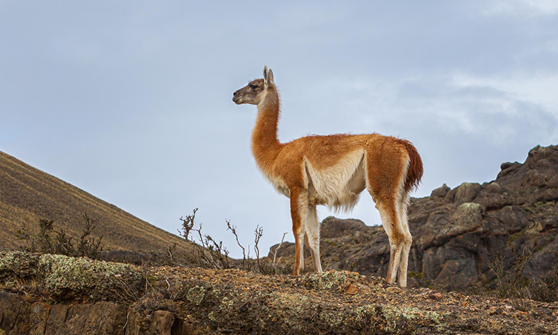 Guanaco