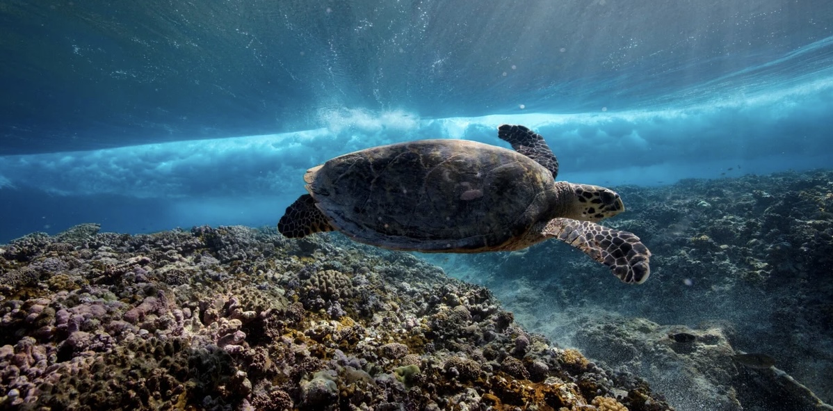 Turtle-1